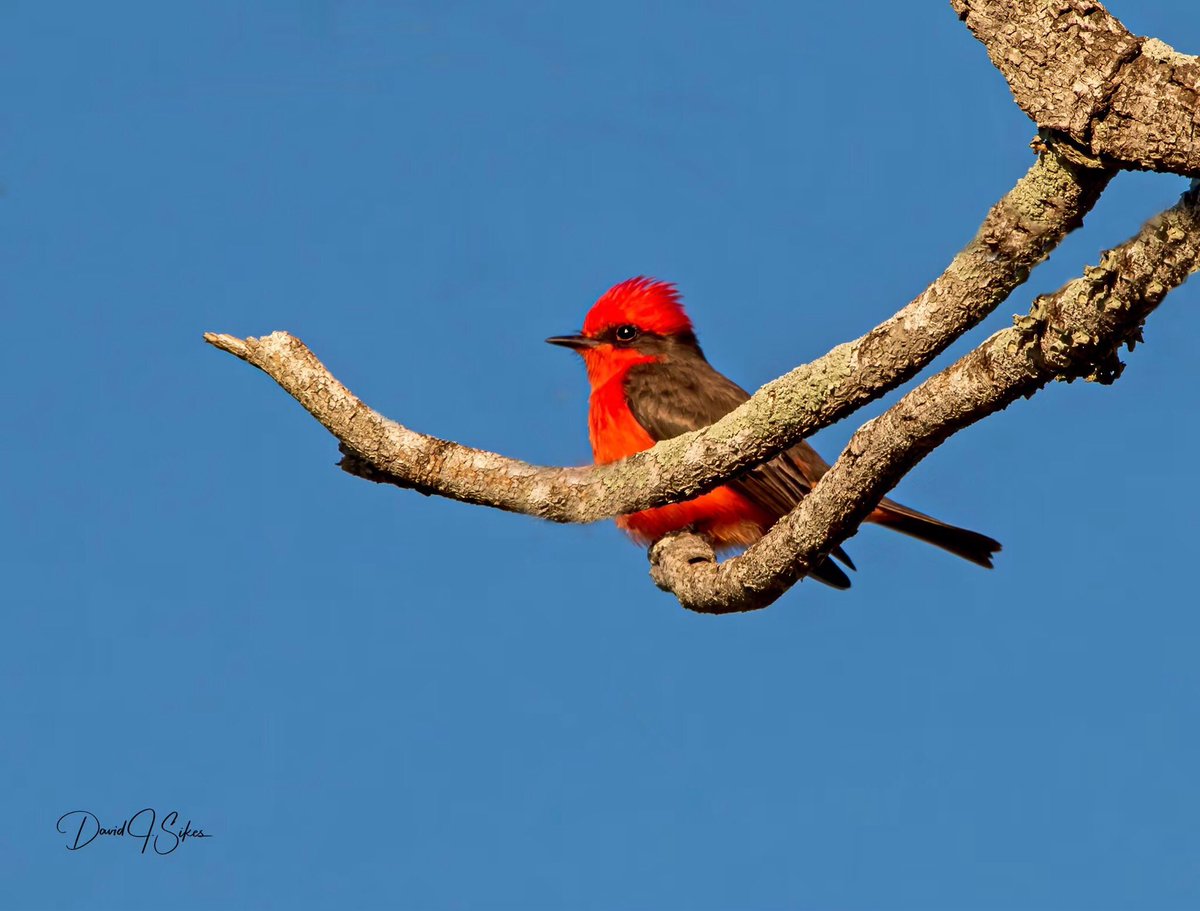 DavidJosephSike's tweet image. South Texas beauty; Vermilion Flycatcher