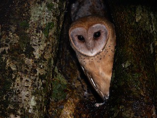 Ooc°~} So ill be switching too a new oc.

The only clue your gonna get is - -