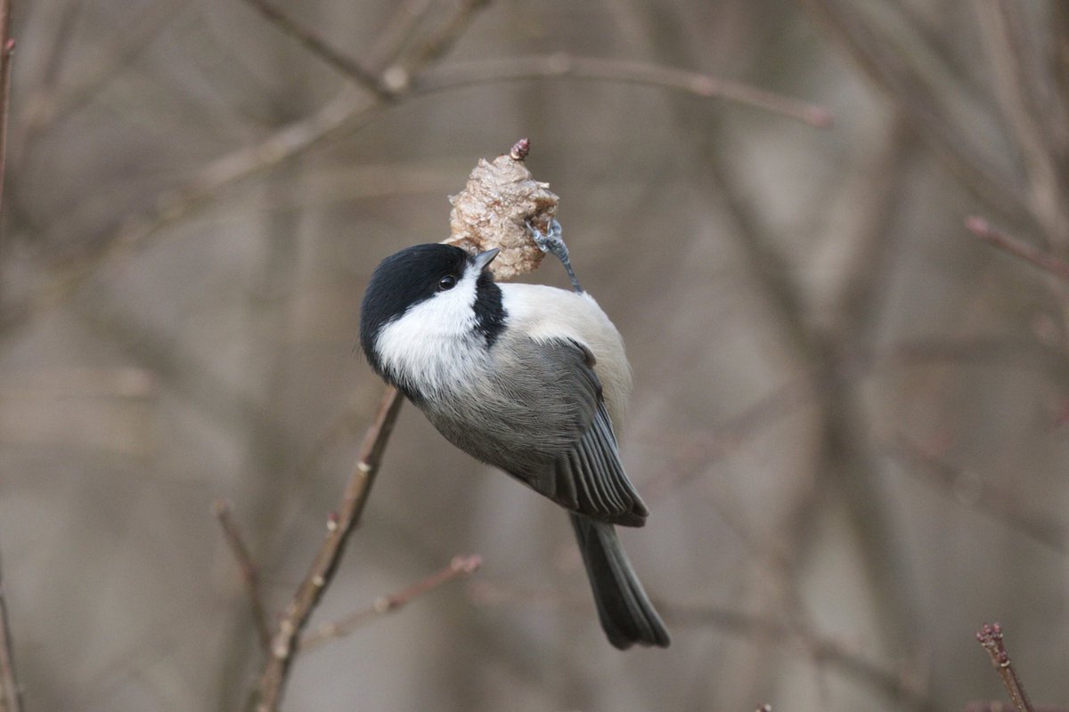 AndyWGettysburg's tweet photo. Grades submitted so felt no guilt about birding. More of the Pacific-slope of Cordilleran Flycatcher in Frederick, with Carolina Chickadee, Golden-crowned Kinglet and a very round Ruby-crowned Kinglet. Hope they all do OK in the heavy snow forecast for next 2 days #mdbirding https://t.co/kt1EVPGK2p
