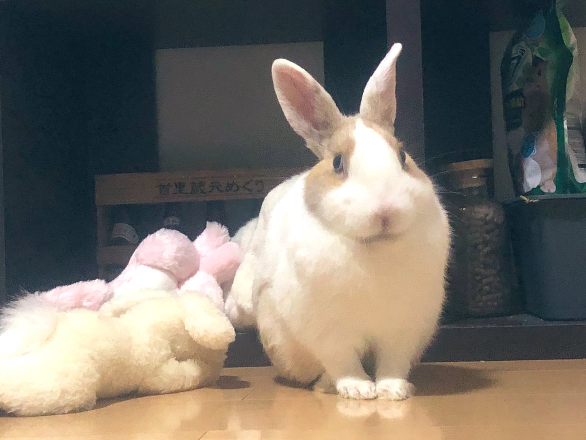 らびお🐰うさぎ tweet media