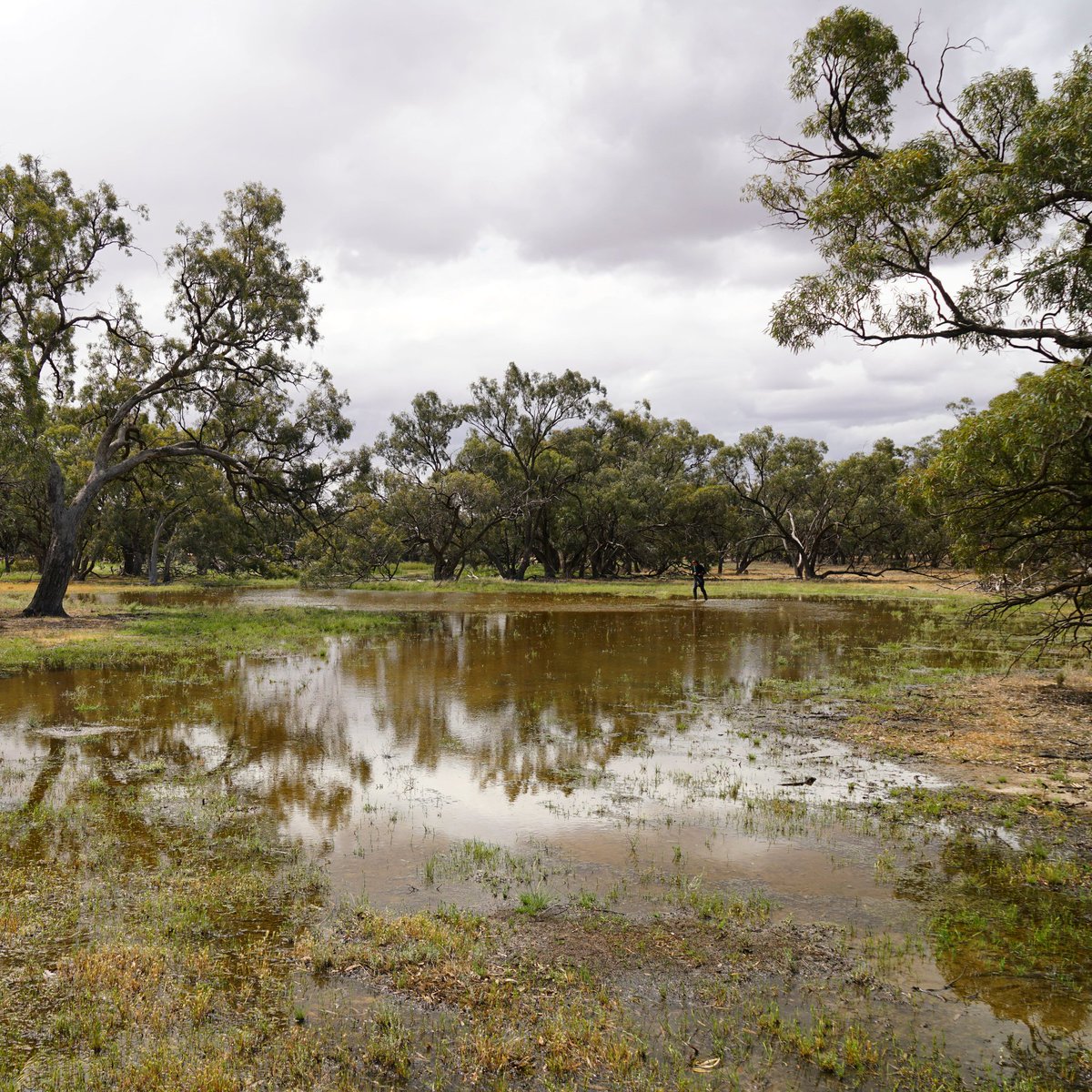 FrogsCalling's tweet photo. Happy #wetlandwednesday from Carapugna! What makes a wetland? Find out in our latest issue of Croak! at https://t.co/grseAo60eF
#wetlandwednesday #croaknewsletter #frogscalling #wetlands #citizenscience #environmentalwater #frogs #frogsvic #victoria #froglove https://t.co/AGzXoLJ2wI