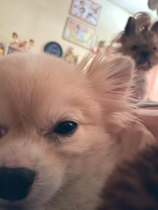 どれだけ疲れてようが、
どれだけ睡眠不足だろうが、
同じ時間に起こされ
それに答えるのが
飼い主の務めであります 