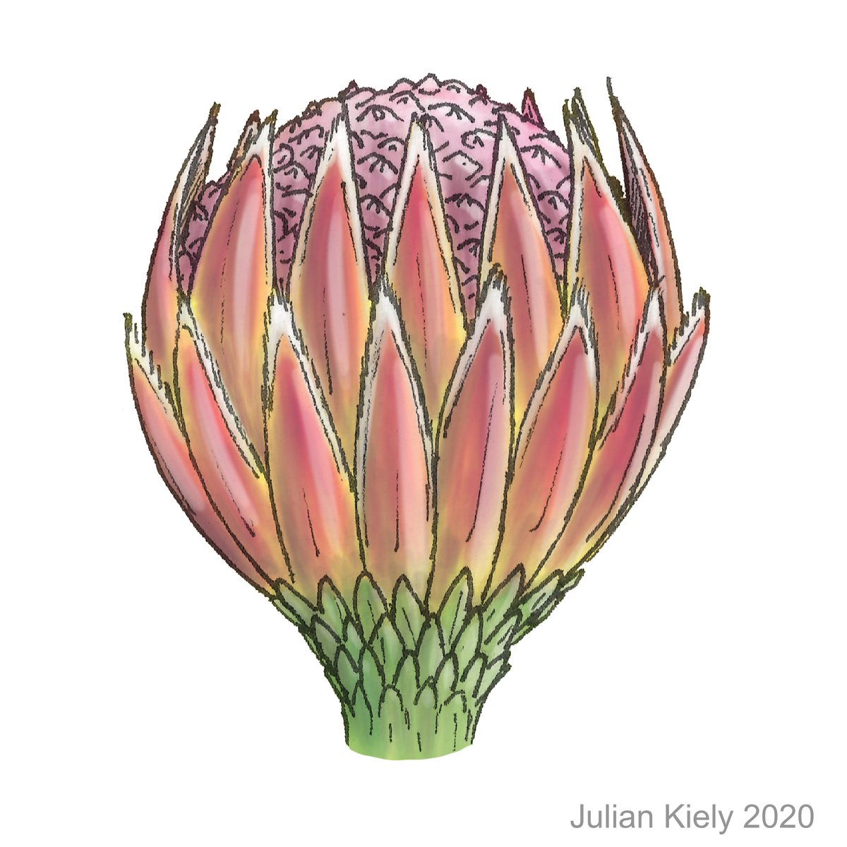 Twoucan Williamsonia の注目ツイート イラスト マンガ