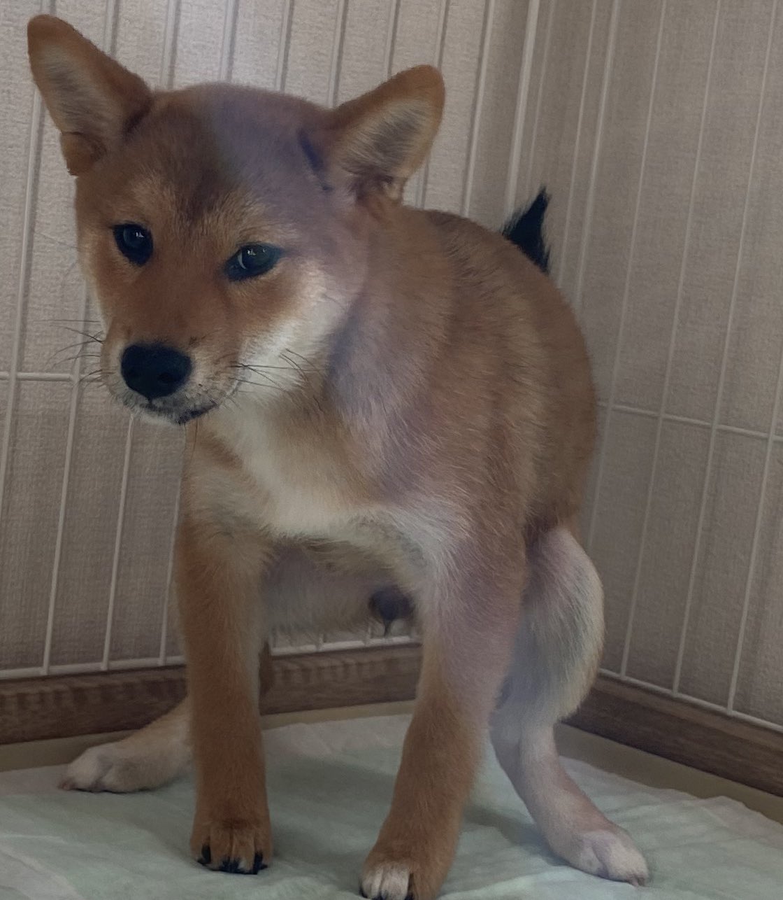 柴犬きなこ 朝ウン 柴犬きなこ Kinaco05 柴犬 犬 おうち時間 自粛 可愛い かわいい 柴犬ライフ 顔面 脚 面白い T Co 6ijk0gf3ra Twitter