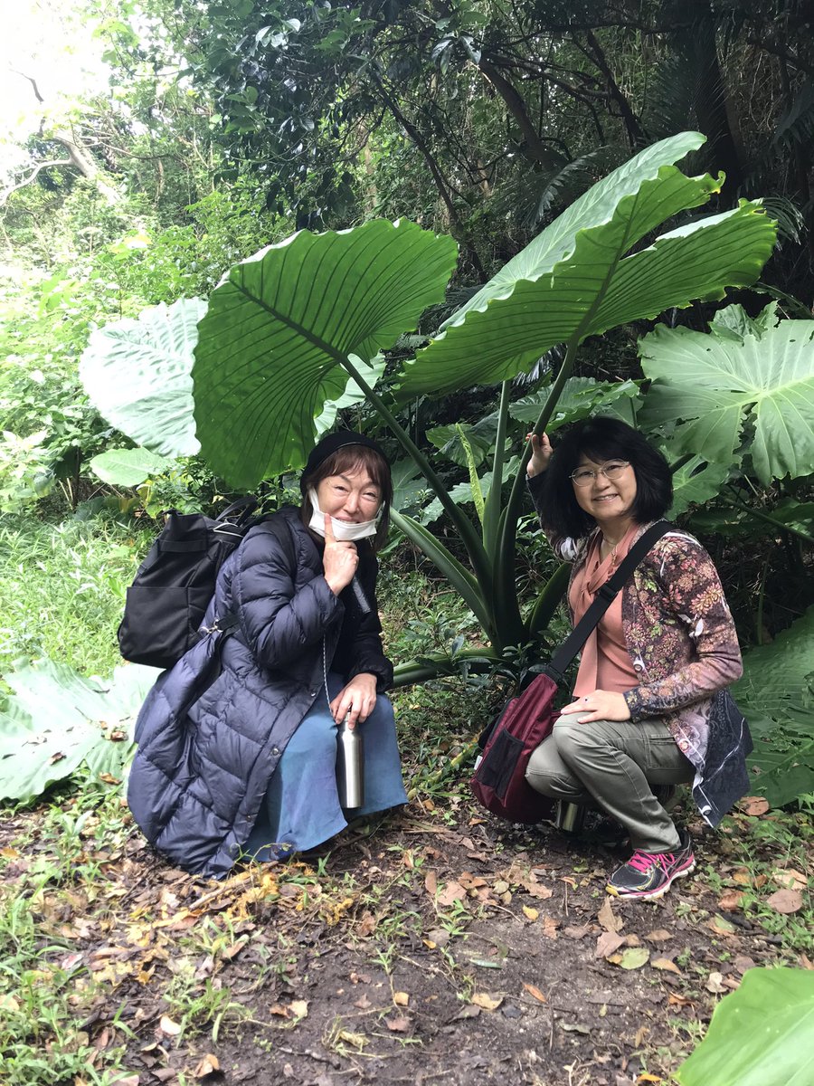 ゆっきい ひかりのはしご 琉球石灰岩は 50年で1cm伸びる 台湾のなんとかいう竹は 1日で30cm伸びる クワズイモの葉っぱは トトロの傘 何億年もの神秘な自然が広がっている 鍾乳洞 ガンガラーの谷 パワースポット トトロ 大自然