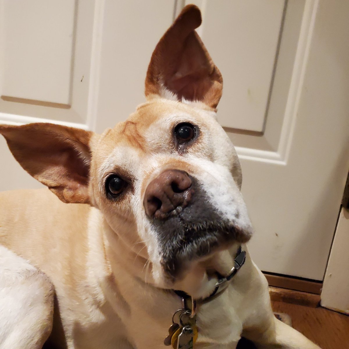 HalfBoxer's tweet photo. @tucyfer @dog_rates What on earth??? https://t.co/yi0UnZuWrd
