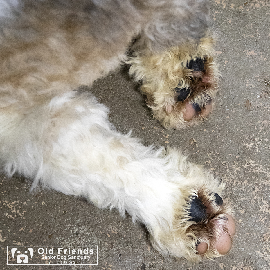 oldfriendssds's tweet photo. Sleeping Tyler's toes!
#ofsds #ofsdstyler #seniordogs #ofsdsgoodnight https://t.co/pTC98DROev