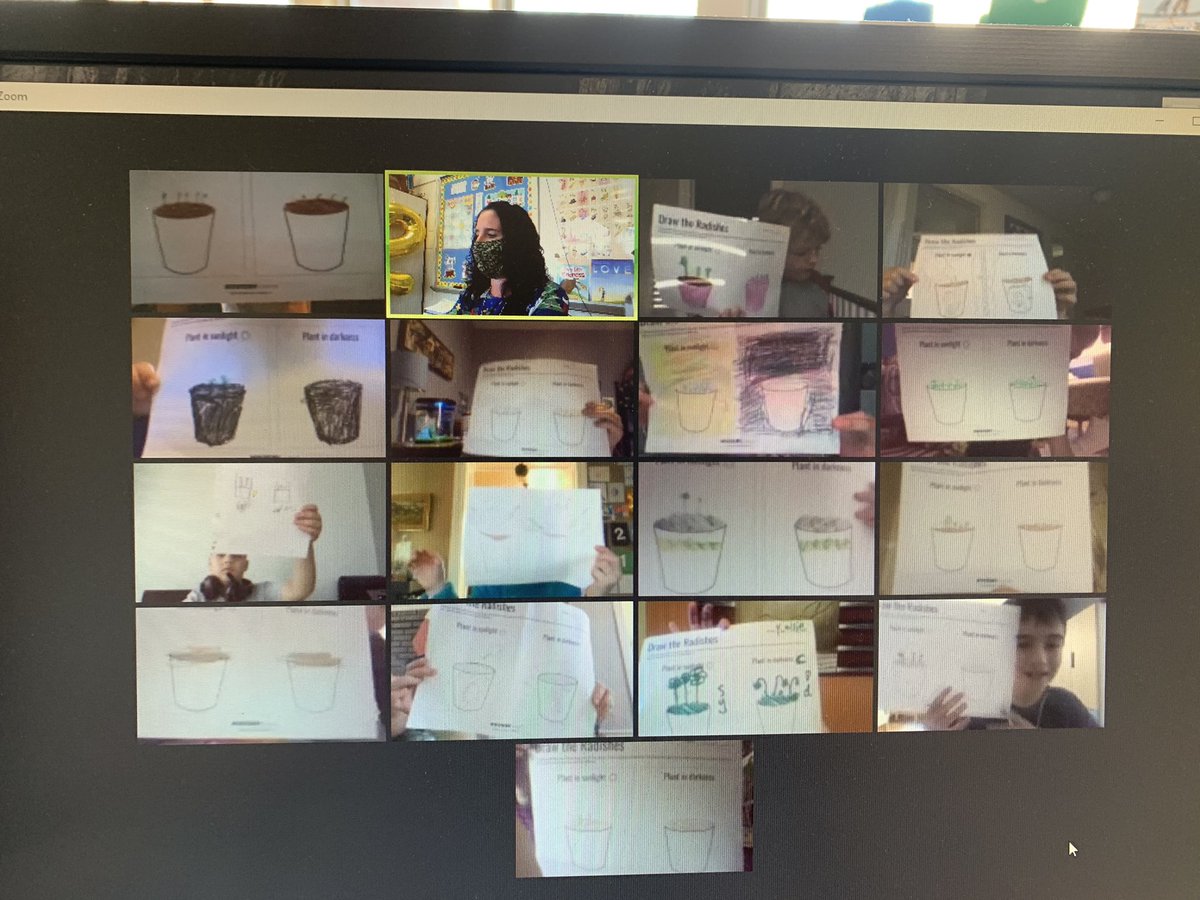 Do seeds need light to sprout? Virtual science is still fun! <a href="/MysterySci/">Mystery Science</a> #collsed #zanenorthstars