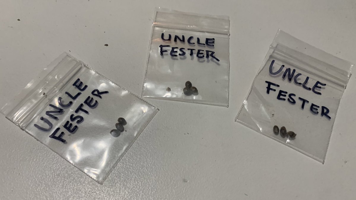 GirlsWhoGrow420's tweet image. A strain that was created over the summer!! Uncle Lester is crossed with Larry’s Lemon OG and Jack Herer. This combo is guaranteed to be 🔥🔥🔥Wondering if anyone would like try it??Give this a retweet if your interested, 4 winners will be randomly chosen and will win a 5 pack!🥳