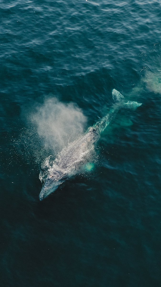 viewswithellen's tweet image. gentle giants from the sky ✨🐋