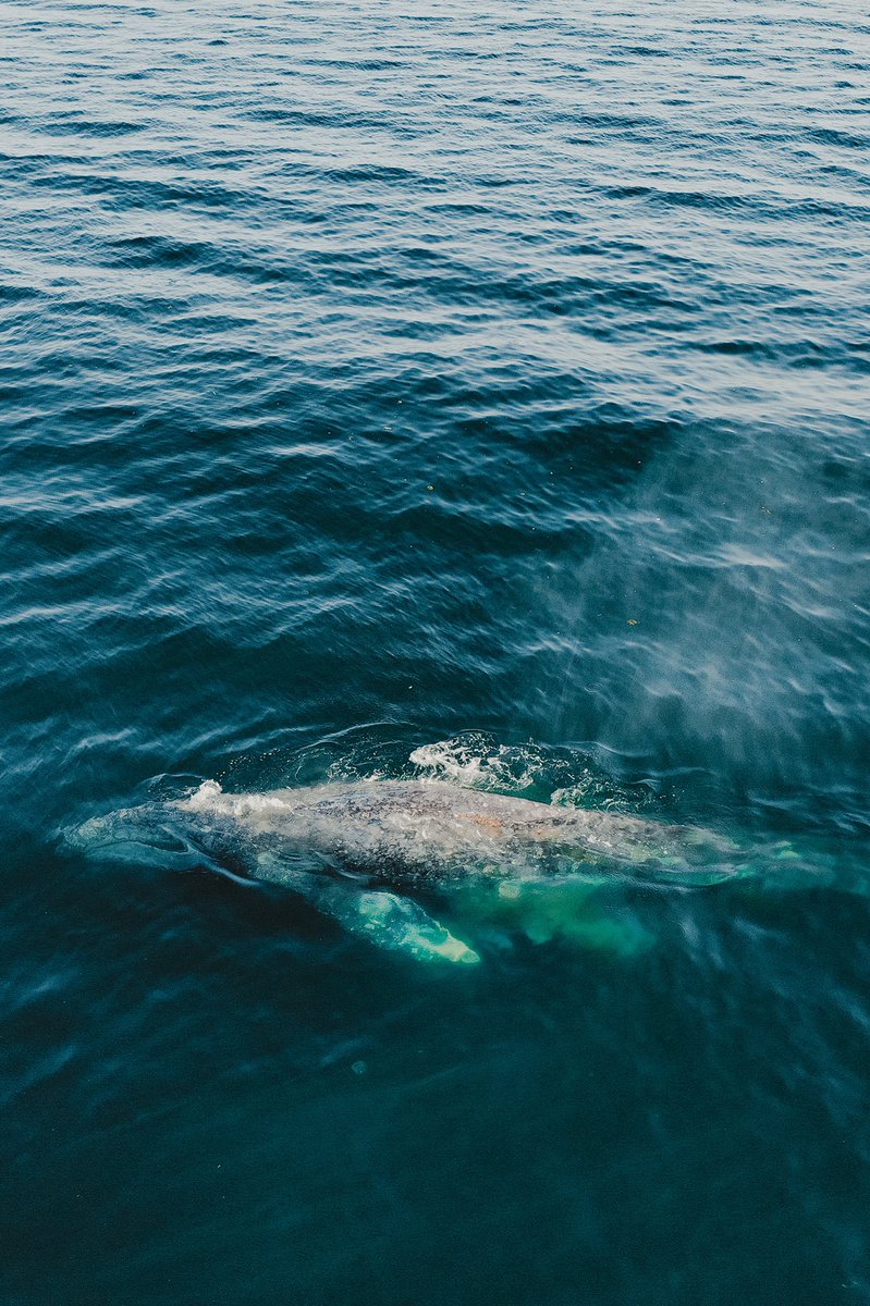 viewswithellen's tweet image. gentle giants from the sky ✨🐋