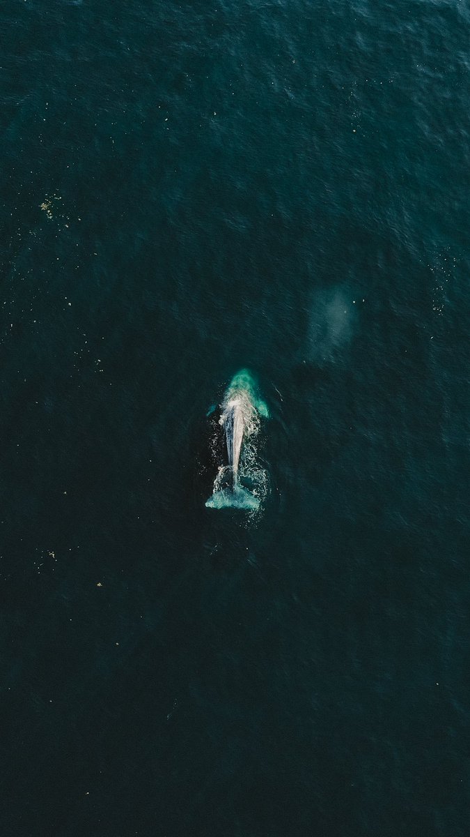 viewswithellen's tweet image. gentle giants from the sky ✨🐋