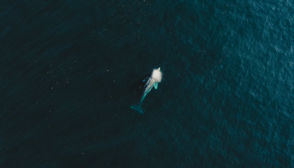 gentle giants from the sky ✨🐋