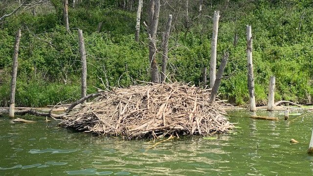 It's nearly the time of year when we take long holiday walks with loved ones. In those walks you may encounter a lodge on a pond. But, are you able to tell if the lodge belongs to a  #beaver or  #muskrat? Here are 3 ways to tell the difference (1/4)!