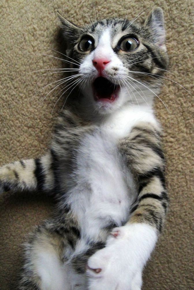 2pm as cats, a thread