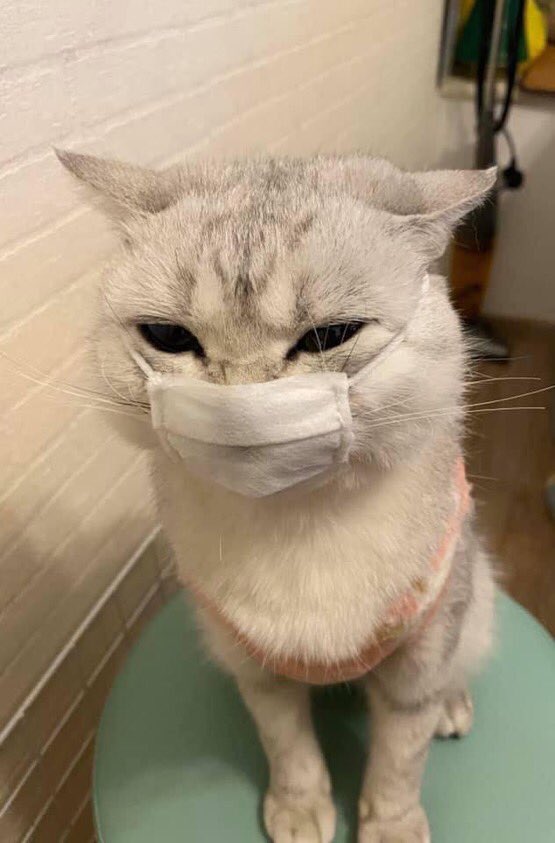 2pm as cats, a thread