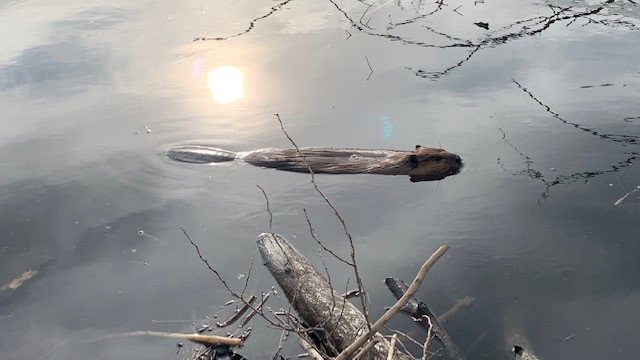 Third, if all else fails, chase some tail! Beavers have a broad, flattened tail that looks like the end of a canoe paddle. Muskrat have slender, scaly, long tails, more like a mouse. Whichever animal’s lodge you spot, your wintertime walk will sure be excellent. (4/4)