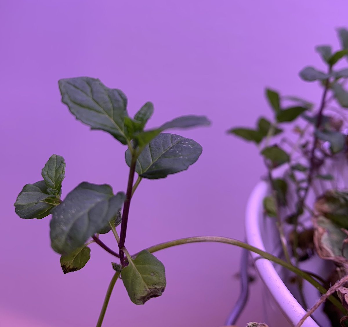 Menthol, the chemical in mint, has the opposite effect, causing a cooling sensation. It's an insect repellent. Cinnamaldehyde, the chemical in cinnamon, is also used as an insecticide.Why do we like them if insects don't?