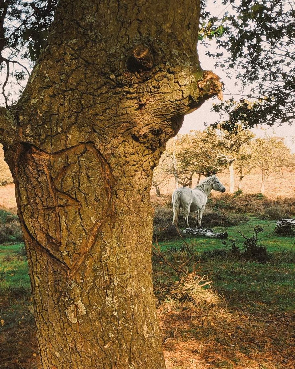 BenJieStills's tweet photo. All the branches on the tree when we carved our initials and seemed to bend and take shape of them and ahh can't you see I am delusional with love.
Song: Cough it out by the front bottoms.
•
•
•
•
#newforest #carvednames #trees #namesonatree #lyricscaption #naturelover https://t.co/ZyfcTbkmpL