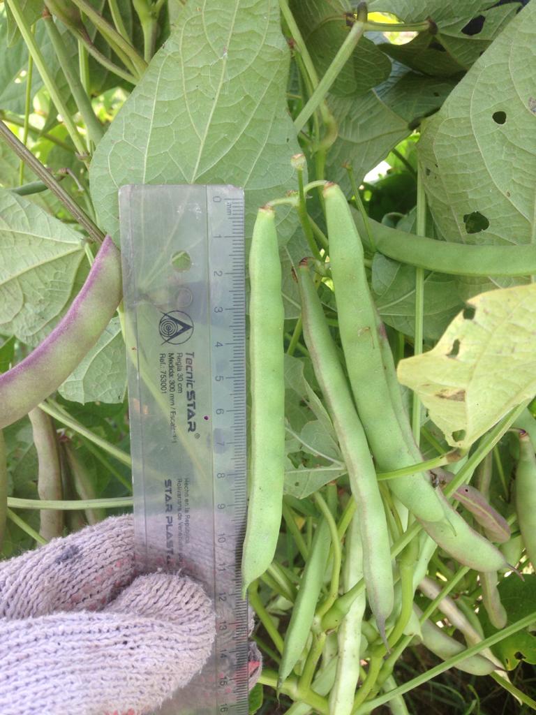leguminosa2020's tweet photo. Evaluación del comportamiento agronómico de familias F2:8 provenientes de cruzamientos entre distintos genotipos de caraotas, a fin de obtener cultivares resistentes a enfermedades importantes y altos rendimientos. Apoyo Téc Ing. Agr. Zuleyvi Henríquez / Ing. Agr. Génesis Sivira https://t.co/UR0mMgoNJ5