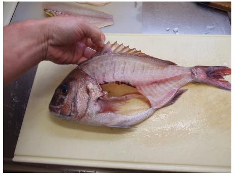 ボンクラーズ総長 完全にコレじゃないですかー 鯛の姿つくり 姿造り用の真鯛のおろし方 さばき方 T Co 6fkwz9qqoc