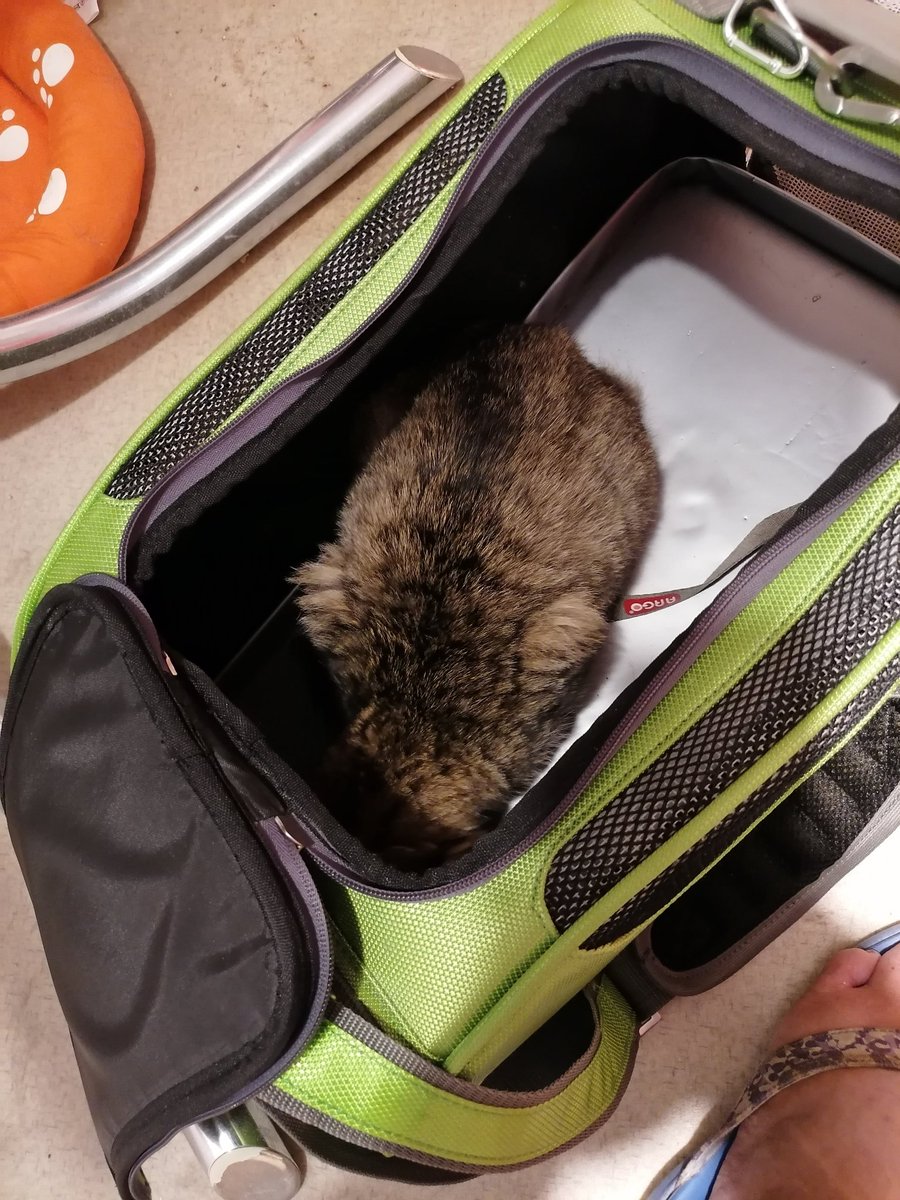 When the carrier was opened, I didn't know where I was. I was too scared to come out.