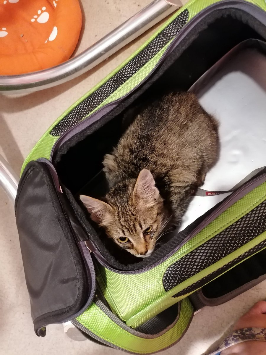 This place was warm. Much warmer than outside. I smelled food. I ate the rest of the tin of food, but I was still hungry. So I peeked out to see if there was any more food.
