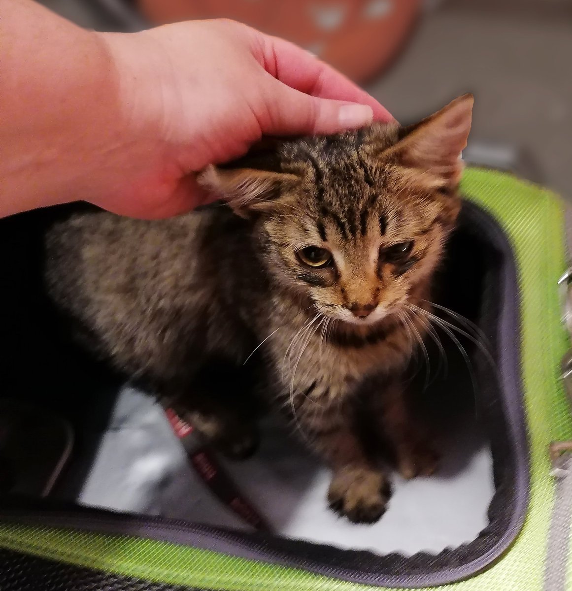 The human petted me. That made me feel happier. She set out another dish of food, and brought a litter tray full of clean litter. I ate the food and explored the litter box. Then I went back into my carrier and slept. Being a homeless kitten had exhausted me.