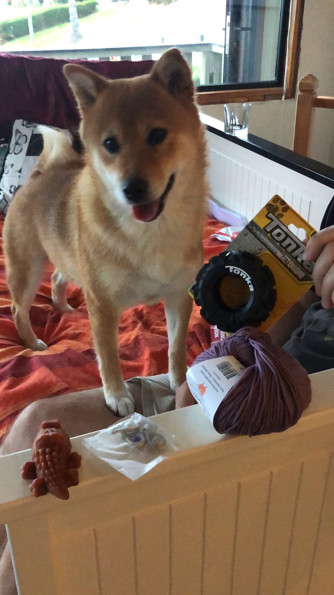 Aki Mai (@akimaishiba) on Twitter photo 