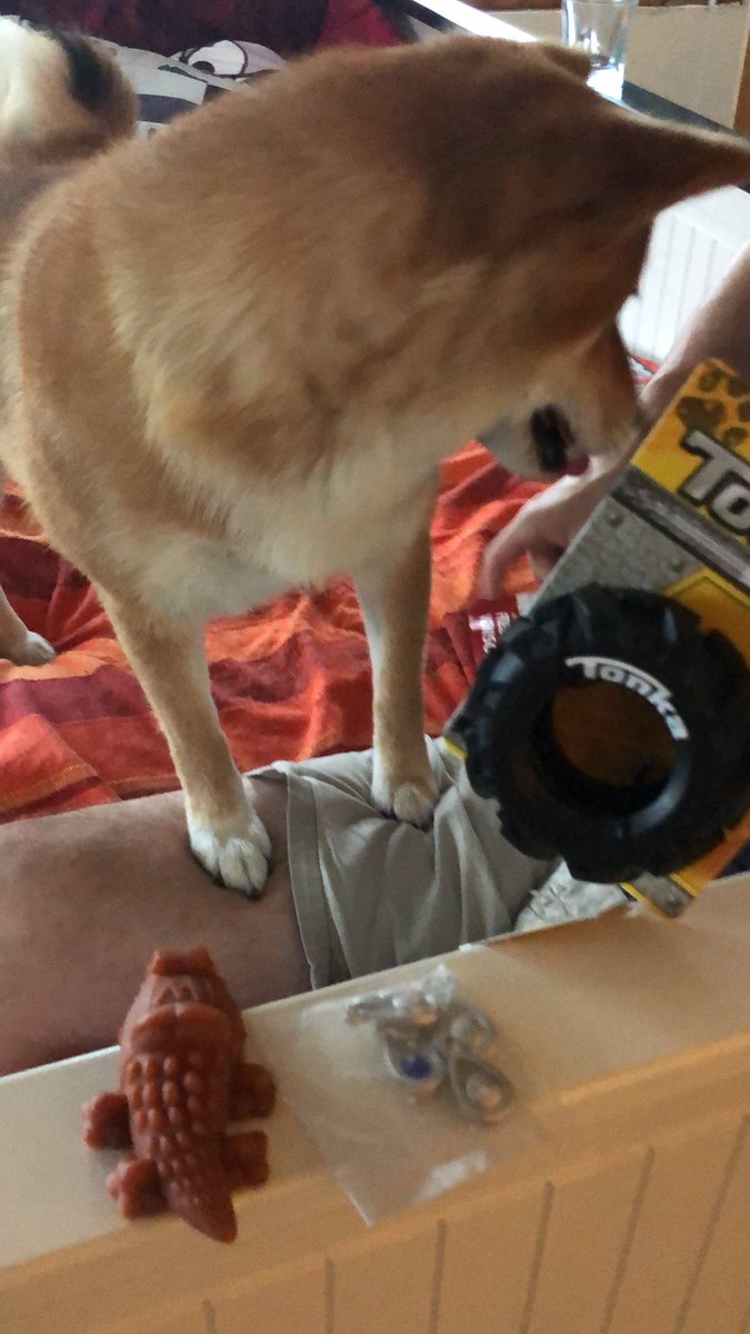 Aki Mai (@akimaishiba) on Twitter photo 