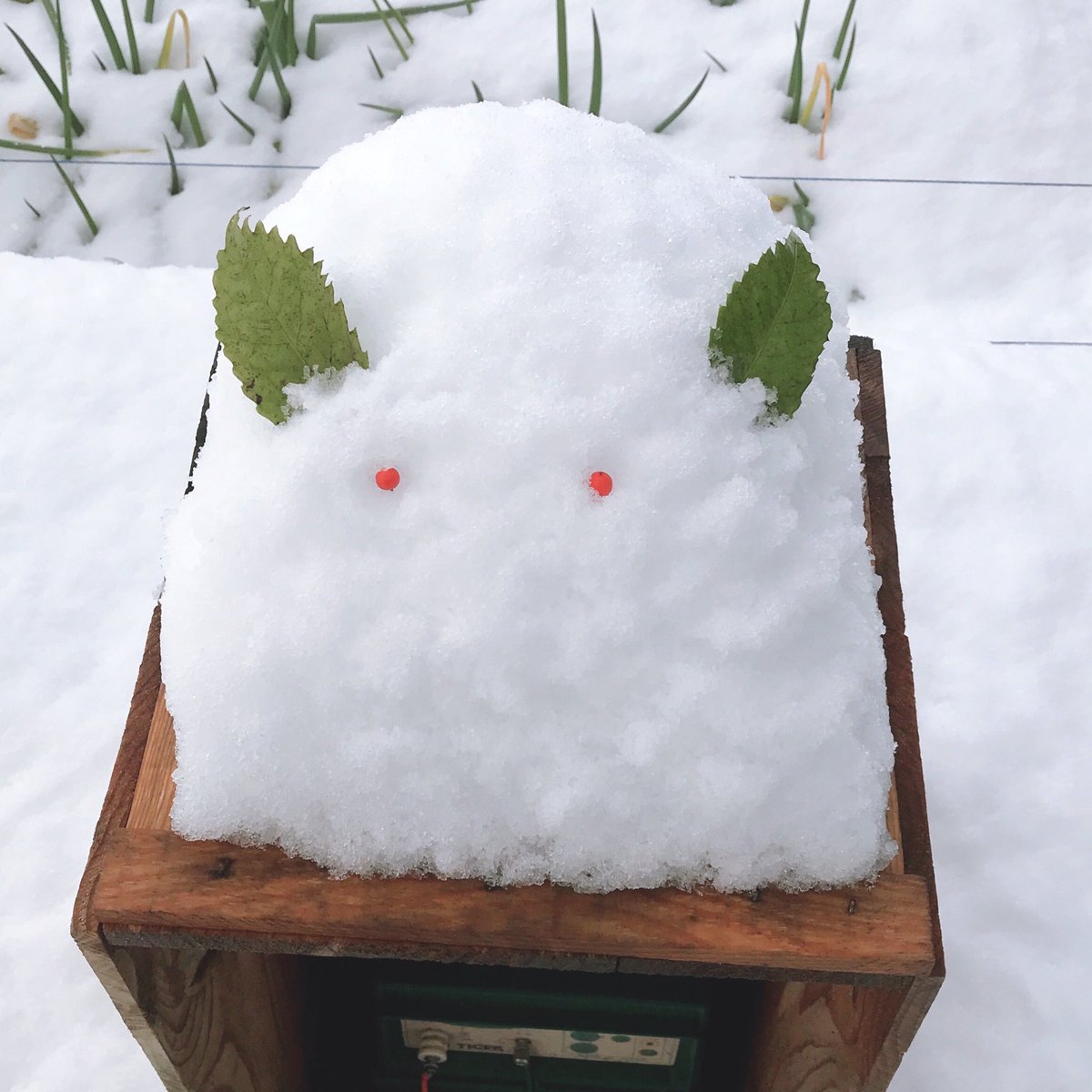 Parent_of_cat's tweet photo. 雪うさぎ https://t.co/n3T8P6YPBI