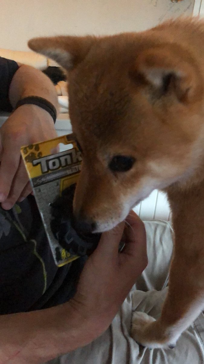 Aki Mai (@akimaishiba) on Twitter photo 