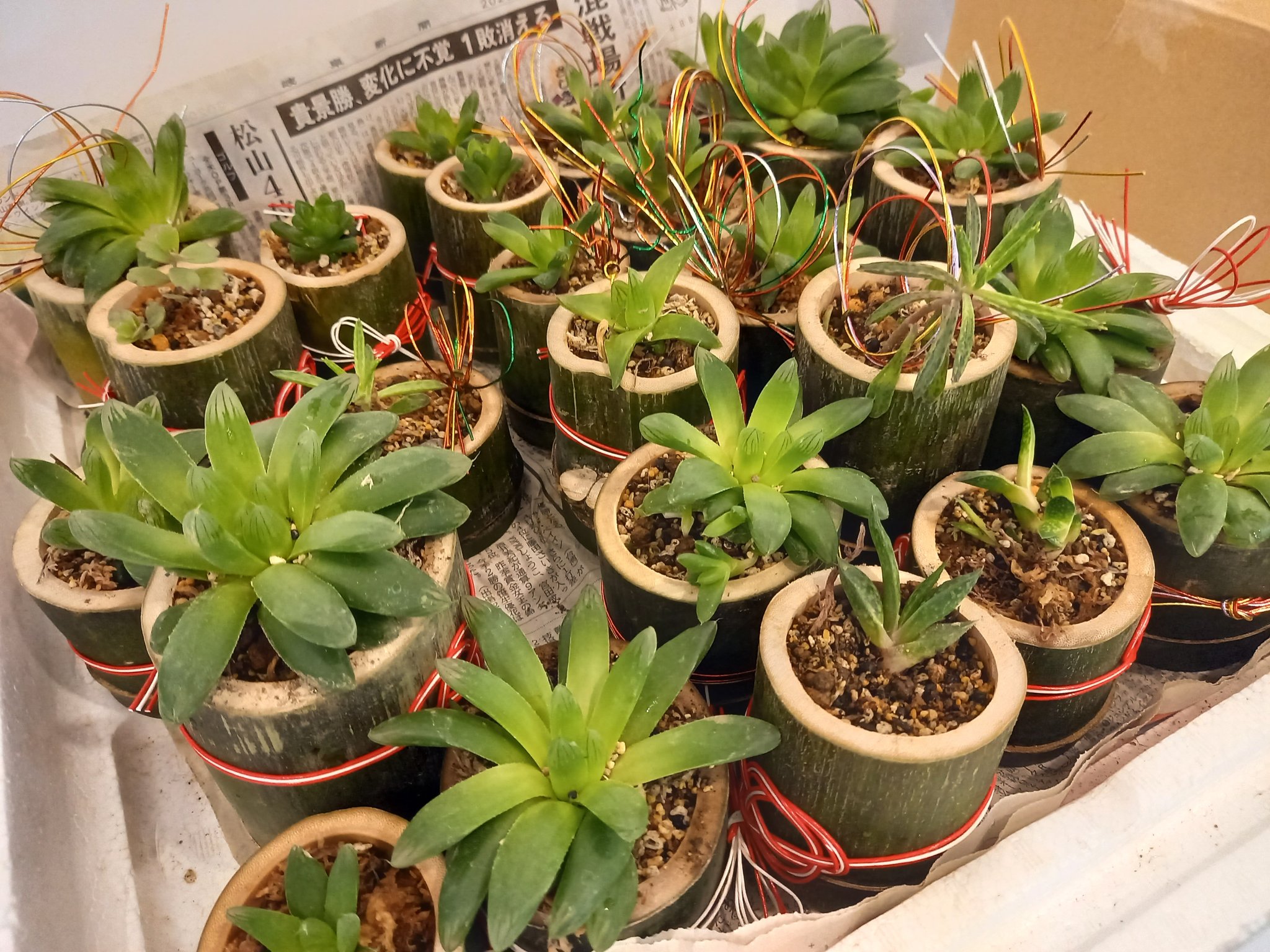 草男の小部屋レプタイルズ 入荷情報 多肉植物の竹植えポット入荷 なんと此方は千円以上お買い上げのお客様にお一つプレゼント お正月プチ飾りに T Co Yqqxclvjgd Twitter