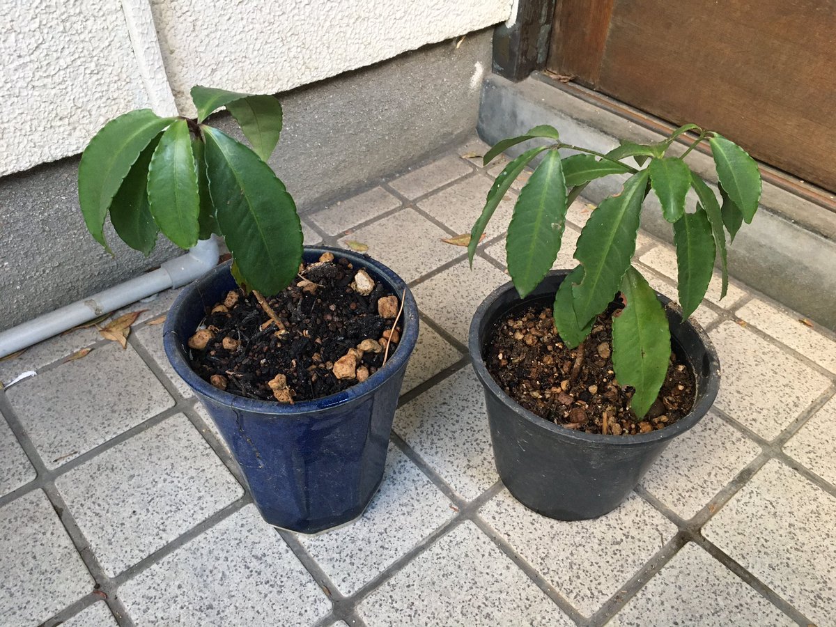 ともとも 庭に万両の若木が生えていたので 鉢に植え替え でもなんだか元気が無い デリケートな子だから植え替えの時期を間違えたかな でも頑張ってみよう この後冷たい風の当たらない場所に移動 万両 ともとも 庭に万両の若木が生えていたので 鉢に植え替え でもなんだか元気が無い デリケートな子だから植え替えの時期を間違えたかな でも頑張ってみよう この後冷たい風の当たらない場所に移動 万両
