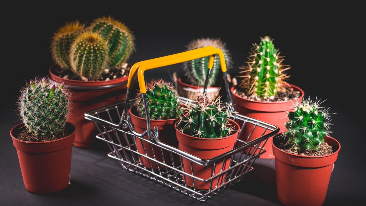 13 Beautiful Low-Light Houseplants

vogueitude.com/low-light-hous…