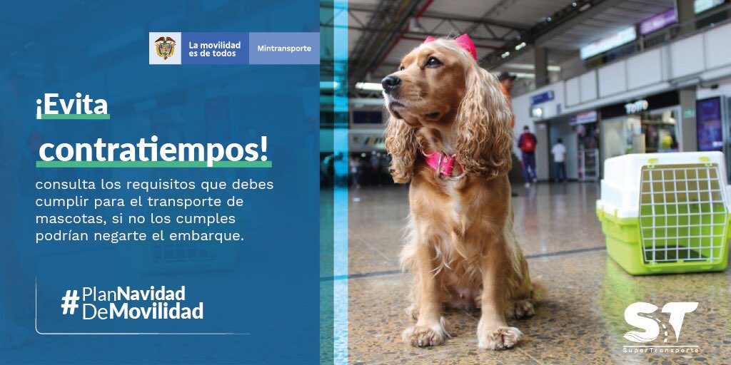 TermiMonteria's tweet image. Para viajar con tu mascota ⬆️⬆️⬆️ ellos también necesitan vacaciones 🐶#TermiMontería #petsfriendly @Supertransporte @conalter