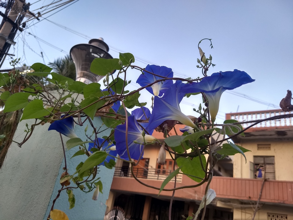 mnayeem's tweet photo. The Morning Glory Flowers
#plantlover #plantbased #naturelovers #nature #helloplantlover #art #photography #craft #homedecor #plants #greenery #homegarden #gardenerinthemaking #naturephotography https://t.co/JLjVlZNXBG