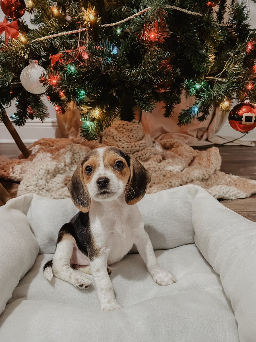 h_lasley's tweet photo. hi my name is dolly🥰🥺 https://t.co/hcJDuwFGKl