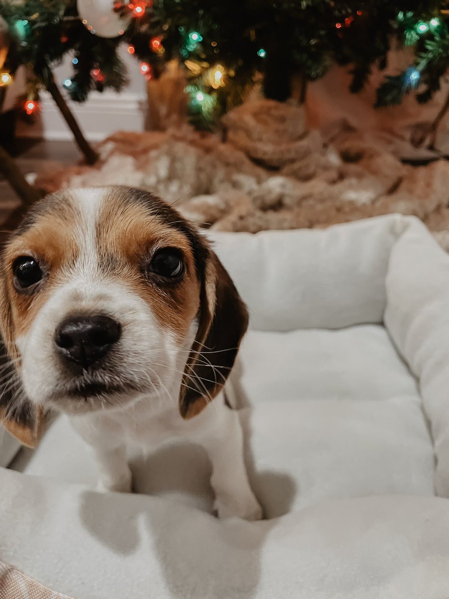h_lasley's tweet photo. hi my name is dolly🥰🥺 https://t.co/hcJDuwFGKl