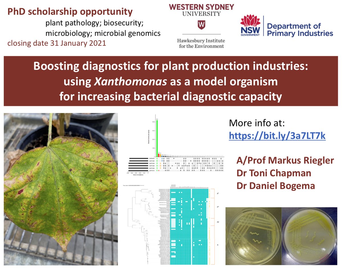 riegler_markus's tweet photo. pls RT PhD scholarship opportunity, in plant pathology, microbial genomics, biosecurity. Boosting diagnostics: Xanthomonas as a model organism for increasing bacterial diagnostics capacity; with @riegler_markus @westsyduhie @Chapman6Toni @_Bodgy @nswdpi https://t.co/OtVUis4sVK https://t.co/dyRGY75brB