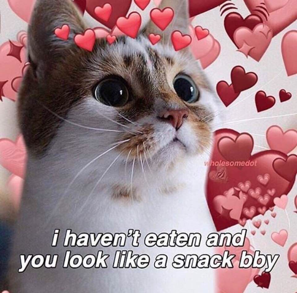 Wholesome Cat Memes Wholesumcats Twitter Wholesome Cat Memes Wholesumcats Twitter