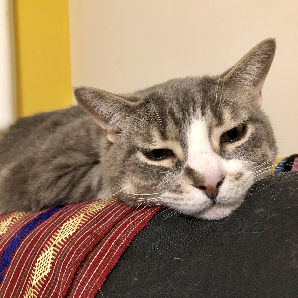 madamekirk's tweet image. Self-care in the middle of the marking deluge? Evenings with Don Diego sleeping over my shoulder while we watch Antiques Roadshow on YouTube. I don’t question my YouTube black holes. #alwaysmarking #alwaysgrading #academia #humanities