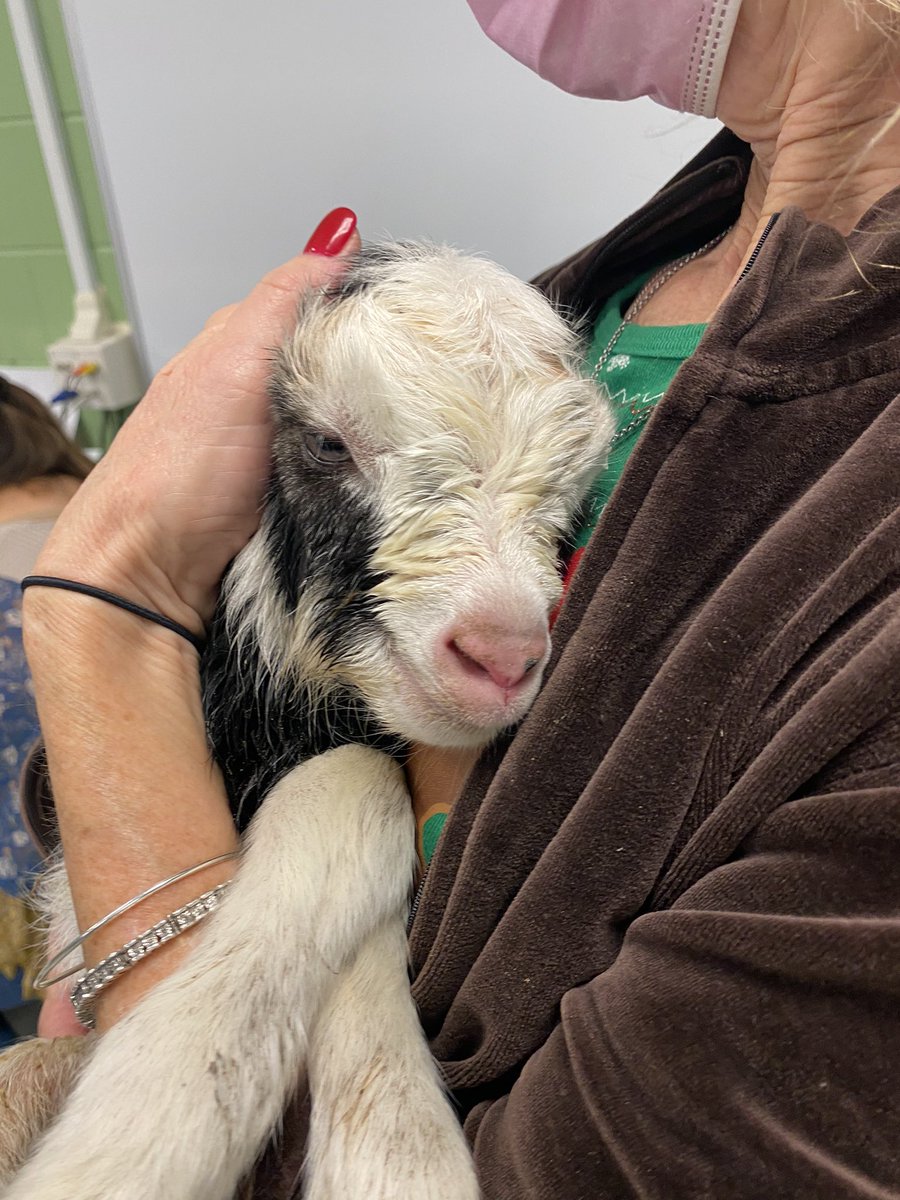 PineViewMiddle's tweet photo. Only @PineViewMiddle can our mySO students and staff share #joy of our newest โkidโ on campus born this am. #ffalife #goatlife #ag #lightupdecember @mhetzlernettles https://t.co/t2hcohDvwx