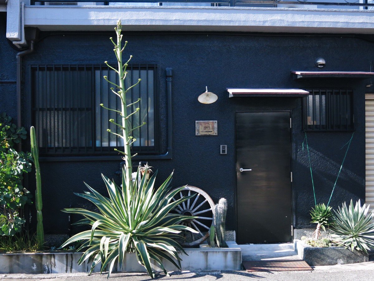 Gallon 今週のアガベ 長さはもう伸びてませんが 先端が多肉植物みたいになってきました アガベ 蕾 幹 開花 花壇 大阪 地植え 小庭 ガーデニング 工房 アトリエ 手仕事 定点観測 Agave Flower Plants Plantsflower Agaveflower