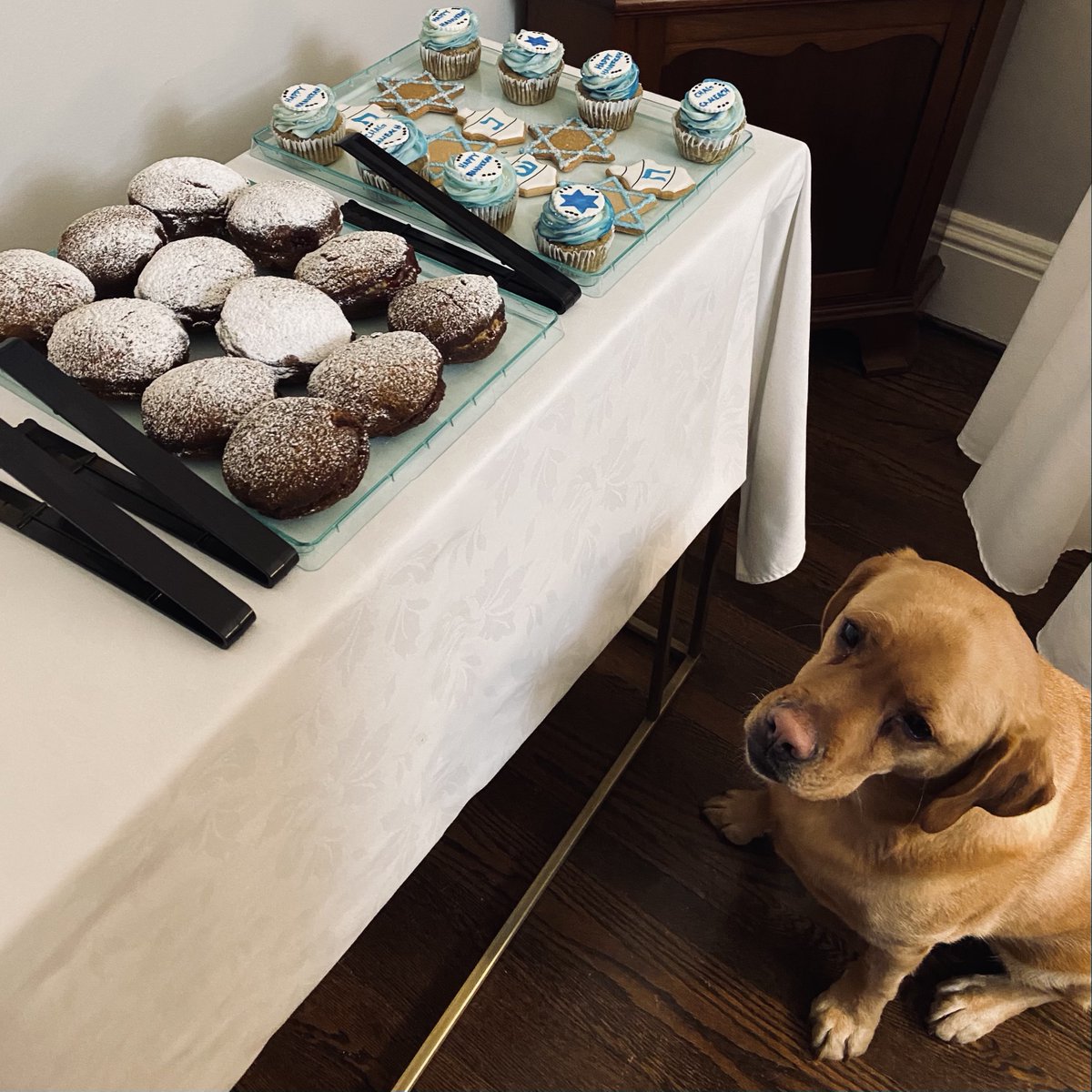 I didn’t want to be left out of the virtual Hanukkah event tonight... so I celebrated with my new furry friend. ☺️

Chag Hanukkah Sameach everyone! 🕎