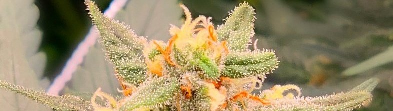 CannerCookies's tweet photo. Cannerald🇨🇭🌱📈📊😎

Look at that. That's cool.
🌱🌱🌱🌱🌱🌱🌱🌱🌱🌱🌱🌱
For people who do not have a lot of capital.🔜🔜🔜🔜🔜🔝
#cbd #cbdoil #cbdshop #cbdlife #cannabis #cannabiscanada #CannabisLegale #cannabisbusiness #hemp  #hempnews #legal #LegalizeIt #like #and #follow https://t.co/4E9c7lsvjQ