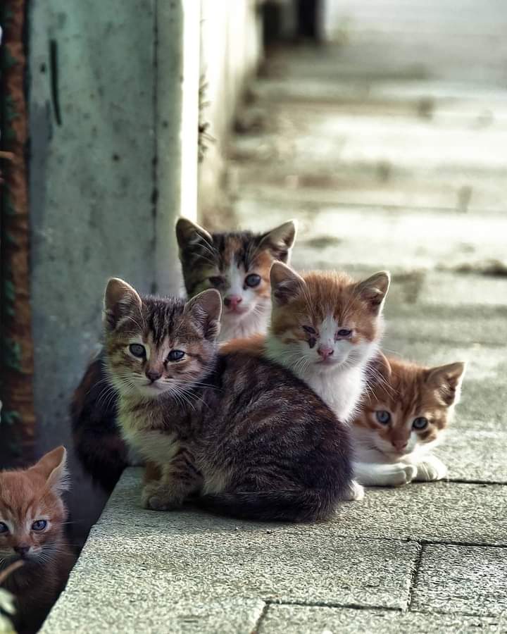 Günaydın😊🌞🌷

Yani şey,,  diyorum ki :

Kırmadan incitmeden  sevmek  gerek..Hayırlı Sabahlar.🤗🌼💓☕☘⚘