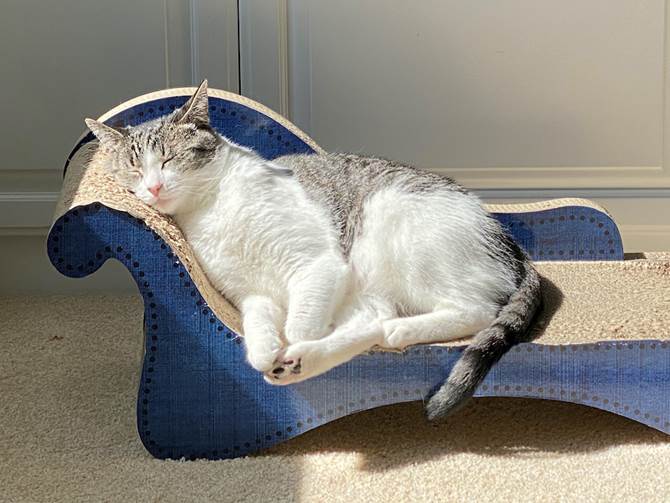 AdoptRescueCats's tweet photo. MCA alum LINCOLN, adopted in 2018, wishes you all a good night, peaceful slumber, and sweet dreams 💤

#CatsofMCA #catsnapsarethebest https://t.co/MFhQ5MQMAV