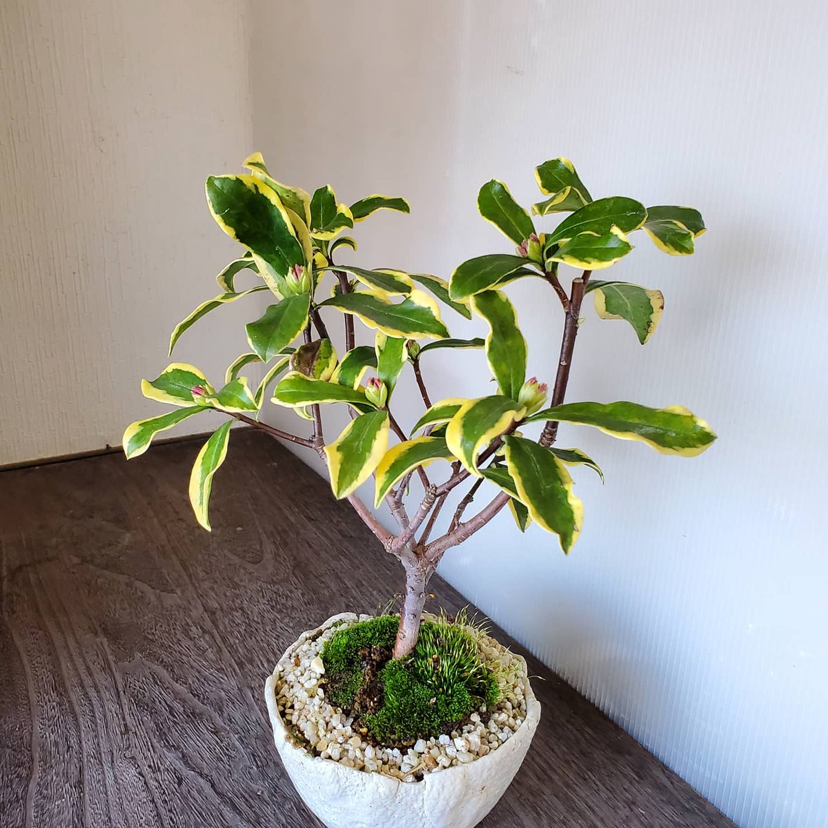 沈丁花の盆栽 沈丁花の盆栽