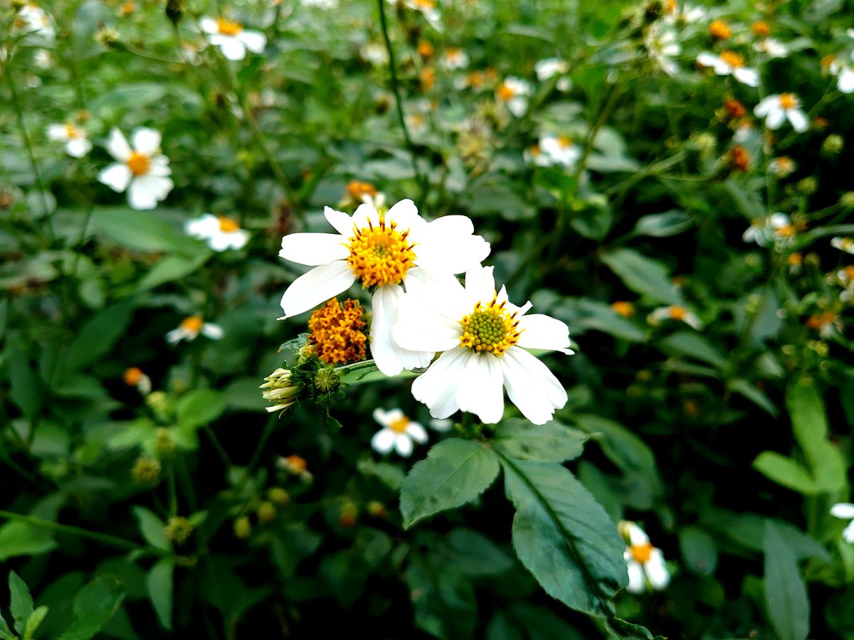 athrunzala0806's tweet photo. little flower✿❀
可愛いお花🌹
良い午後ををhave a afternoon😄

#flower #flowers #flowers🌸 #flowerlover #flowerlovers #littleflower #flowersgram #花 #お花 #お花好き #お花大好き #お花好きな人と繋がりたい #お花のある暮らし https://t.co/ho7LvusW4B